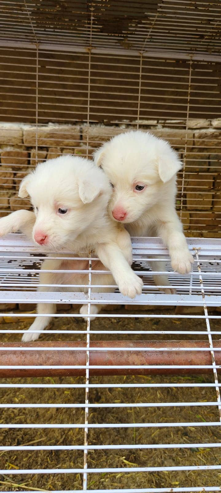 Russian dog | Russian pupsies | Dogs for sale 6