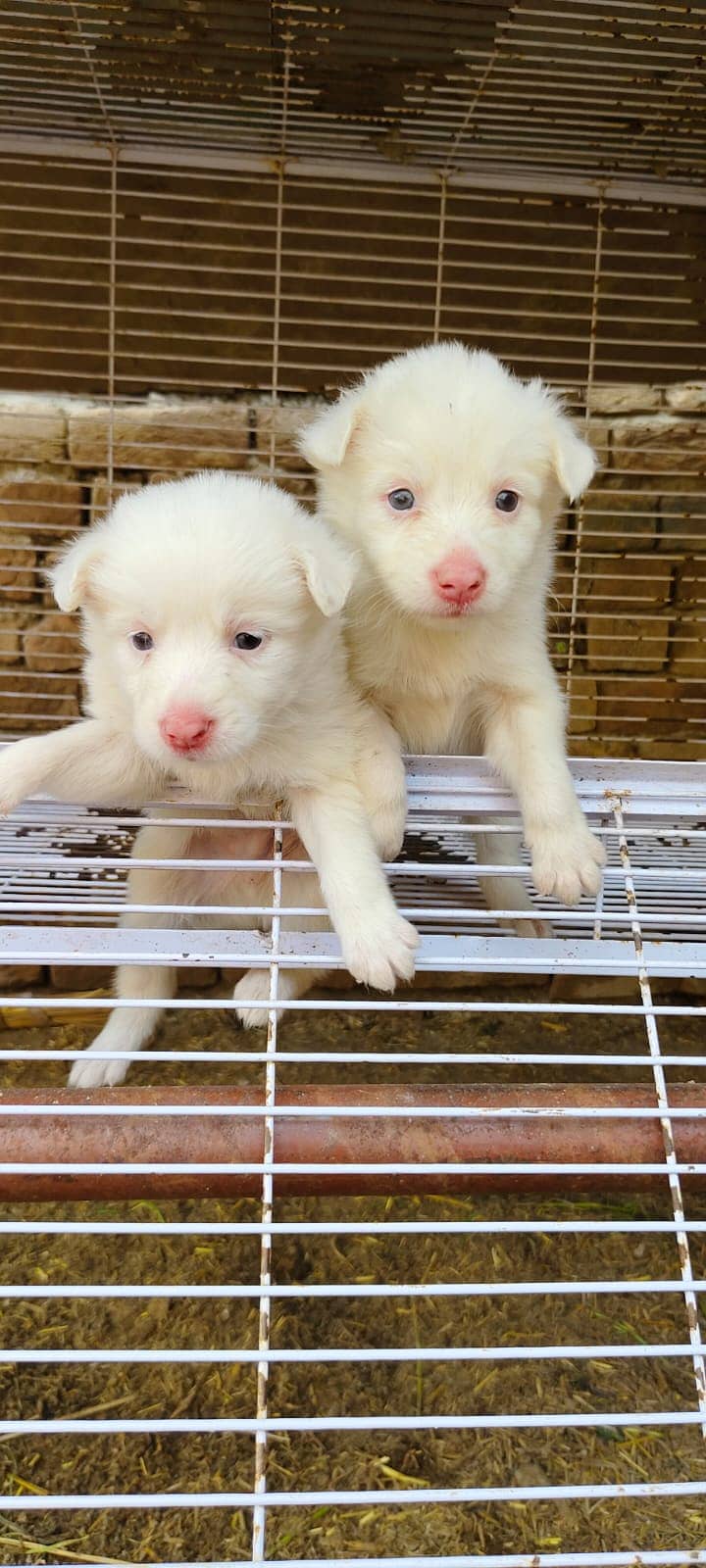 Russian dog | Russian pupsies | Dogs for sale 7