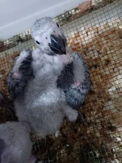 African grey parrot chiks