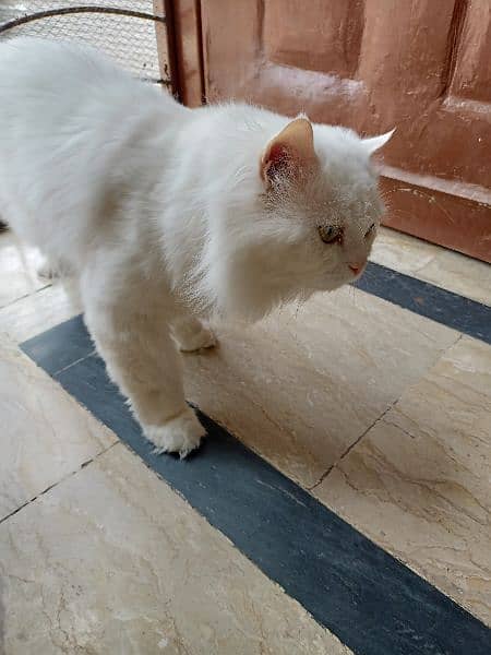 Persian Male Adult Cat 4