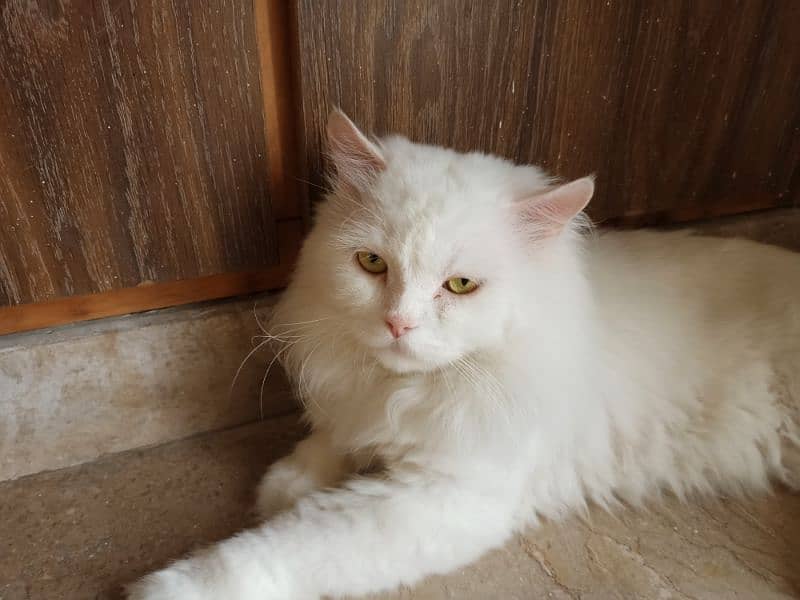 Persian Male Adult Cat 5
