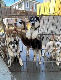 Siberian Husky puppies for sale in urgent need money for hospital