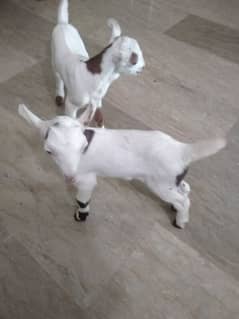Barbari Goat