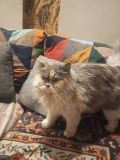 Pregnant Persian cat 0