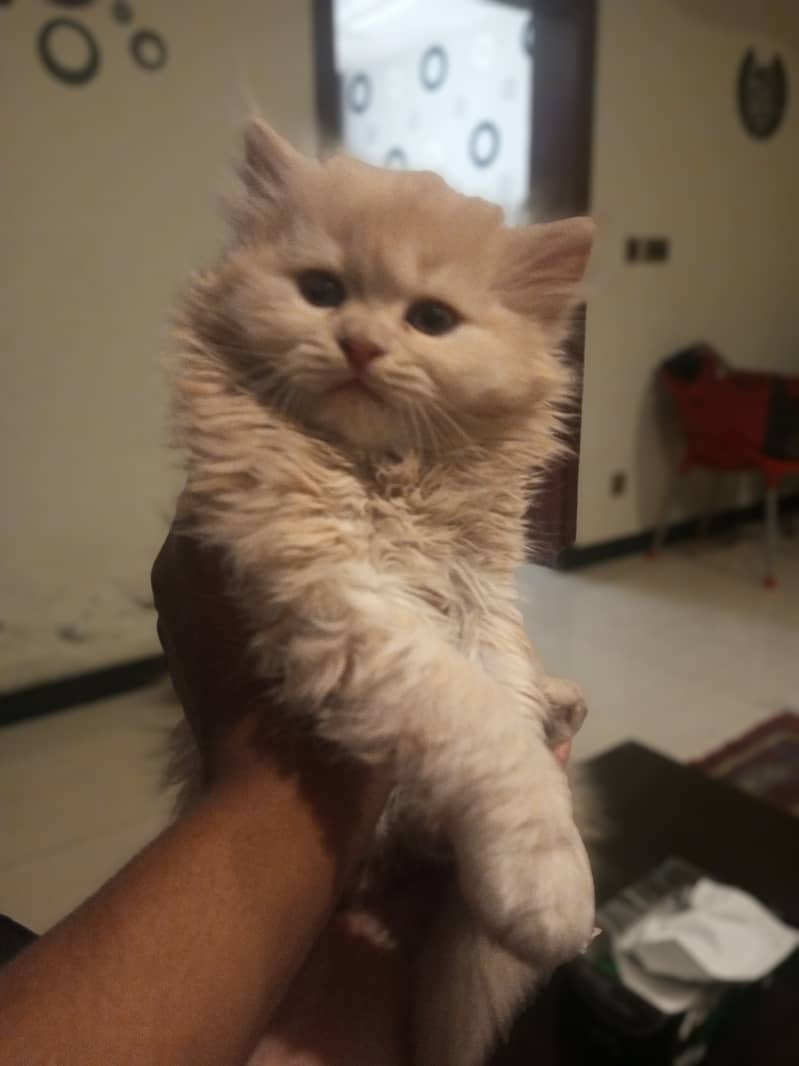 Pregnant Persian cat 1