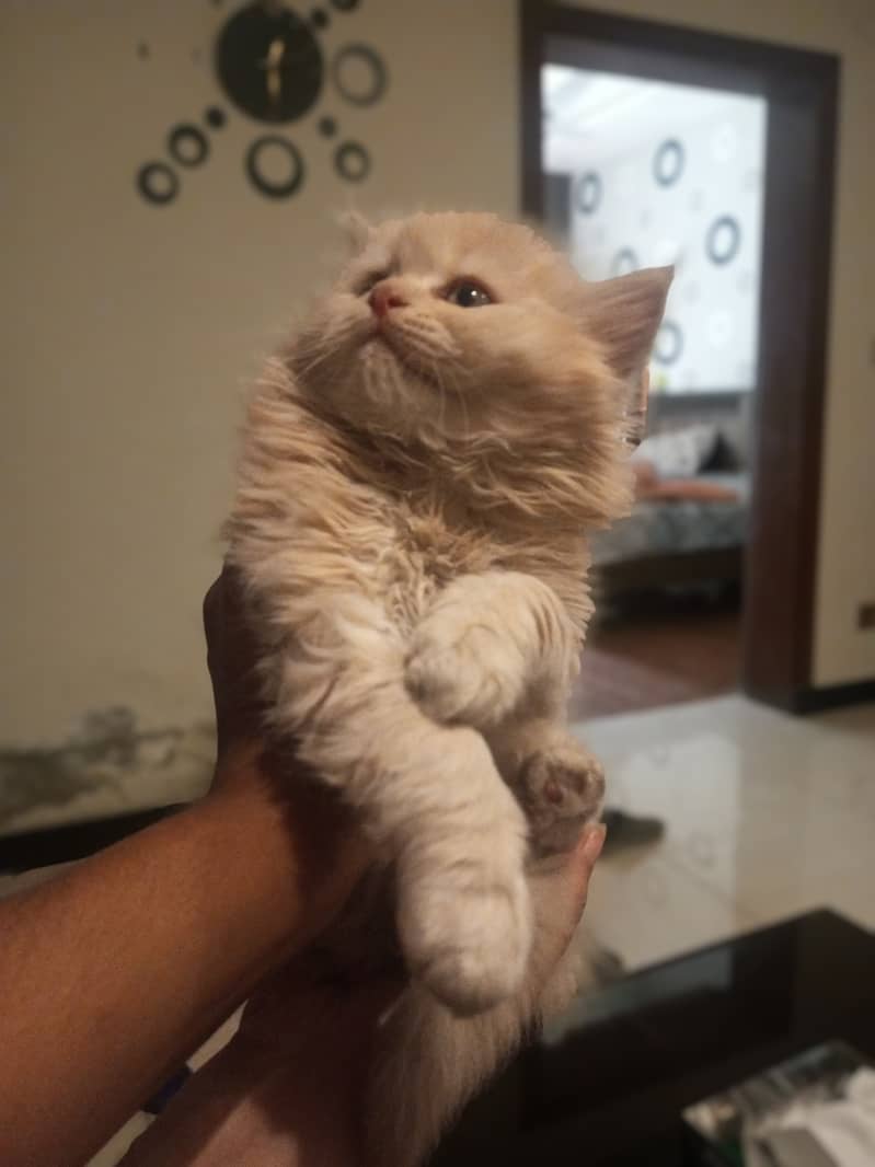 Pregnant Persian cat 2