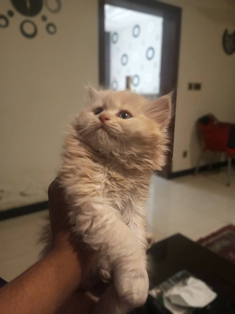 Pregnant Persian cat 3