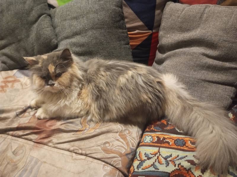 Pregnant Persian cat 4