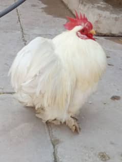 Male hen for sale