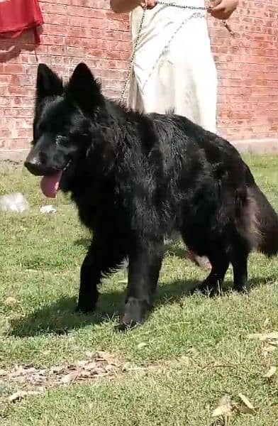 breed,  german shepherd , pedigree Black Berry for sale 4