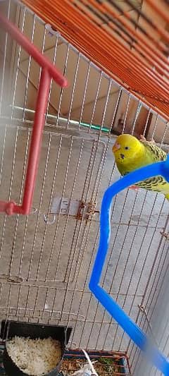 Australian parrot 800 ke tote 800 ka cage