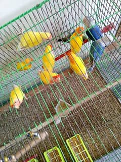 Lovebird pathy and adults for sale