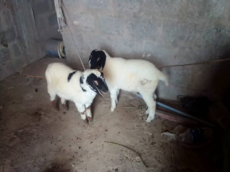 Kids Dumba For Sale 2