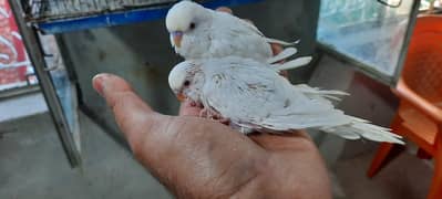 Paper White Red Eyes Budgie Chicks