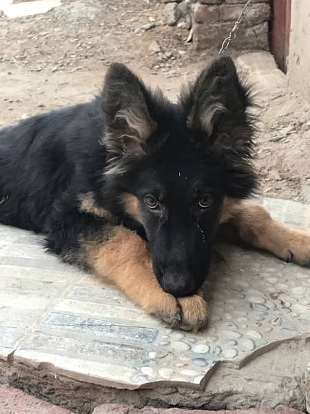 Germen shepherd Double cotted puppy for sale 03049246037 0