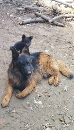 Black German Shepherd puppies | GSD | Dog for sale