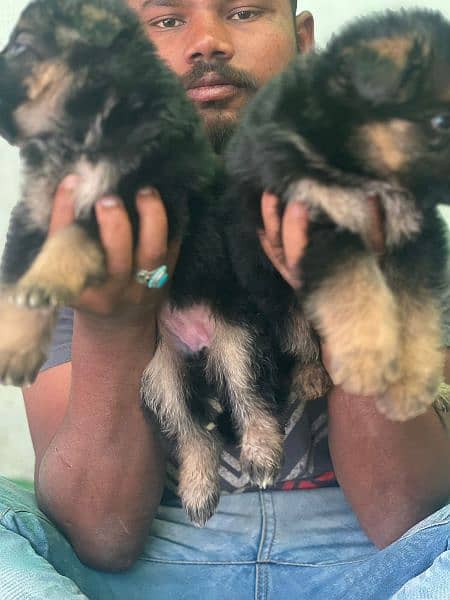 German shepherd puppies black and redntine for sale 2