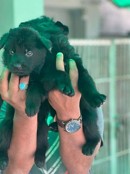 German shepherd puppies black and redntine for sale 5