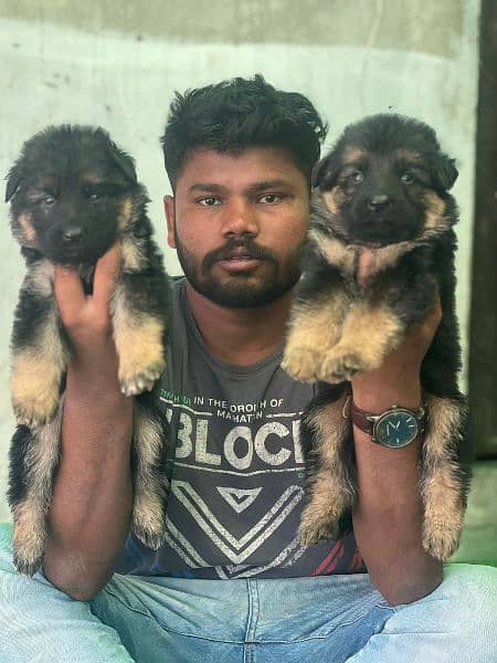 German shepherd puppies black and redntine for sale 9