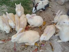 Rabbits, Red eyes white Adult rabbits, (03445783416 )