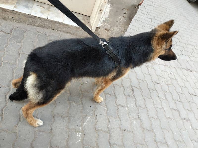 Double coat female for sale and exchange 5