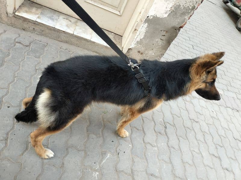 Double coat female for sale and exchange 6