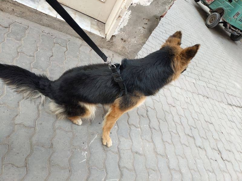 Double coat female for sale and exchange 7