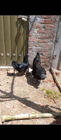 AYAM CEMANI PAIR FOR SALE