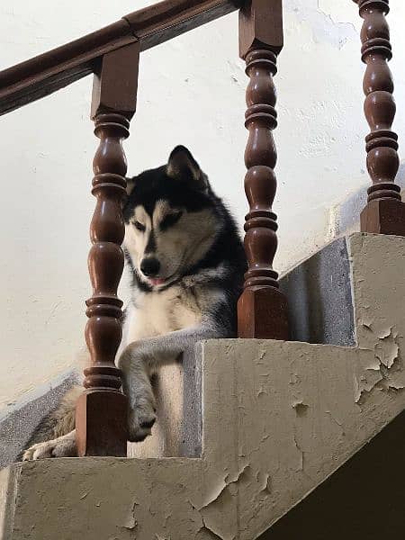 Siberian Husky 2