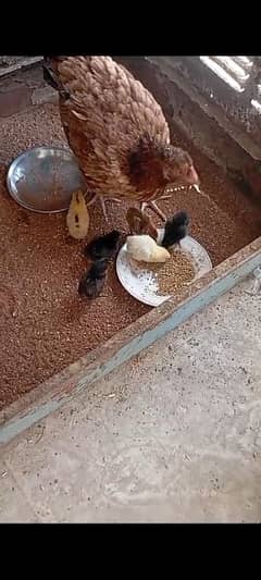 one Hen and 6 Chicks