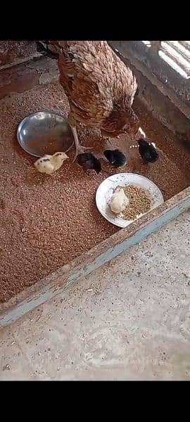 one Hen and 6 Chicks 1