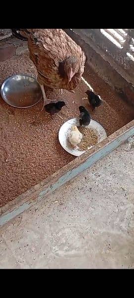 one Hen and 6 Chicks 2