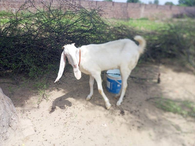 Goat, 2