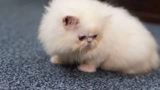 CFA bloodline extreme quality Persian kitten