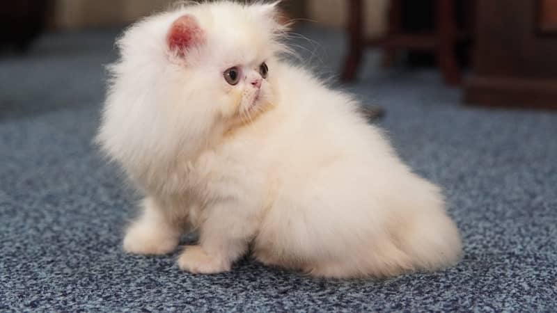 CFA bloodline extreme quality Persian kitten 1