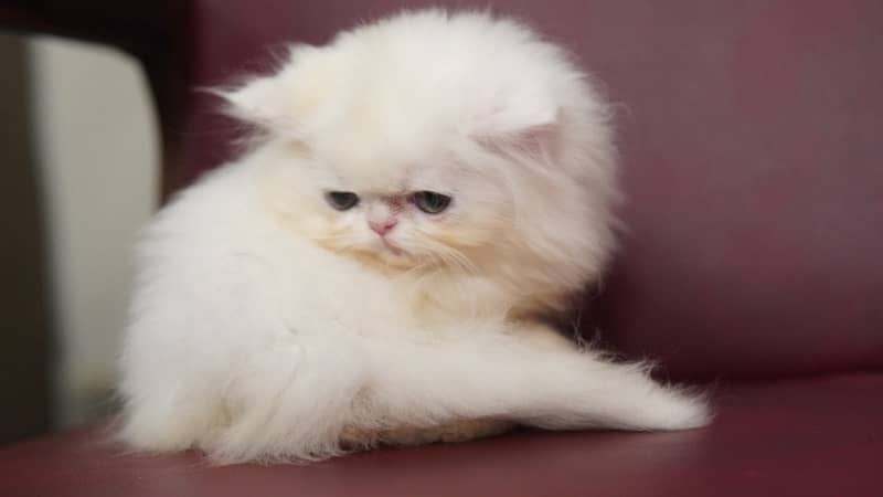 CFA bloodline extreme quality Persian kitten 3