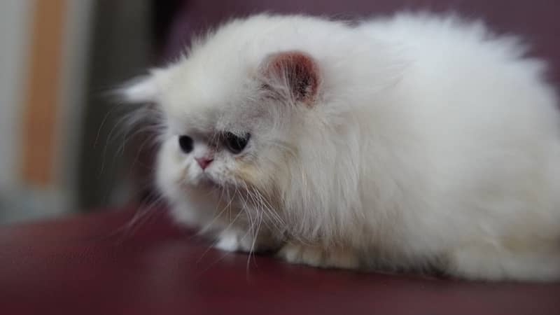 CFA bloodline extreme quality Persian kitten 5