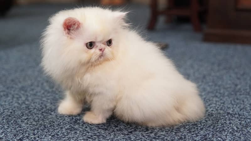 CFA bloodline extreme quality Persian kitten 6