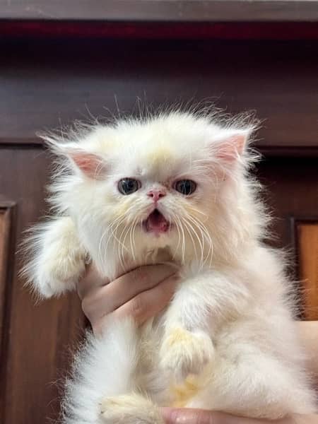 CFA bloodline extreme quality Persian kitten 7