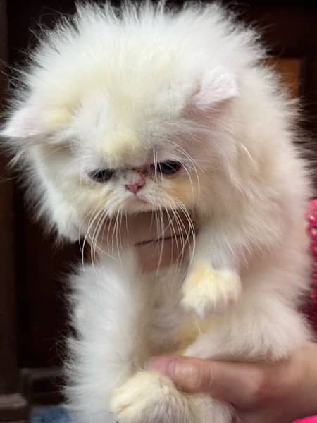 CFA bloodline extreme quality Persian kitten 8