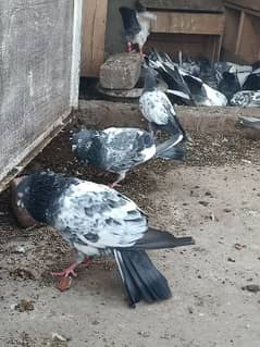 breeder pigeon available for sale