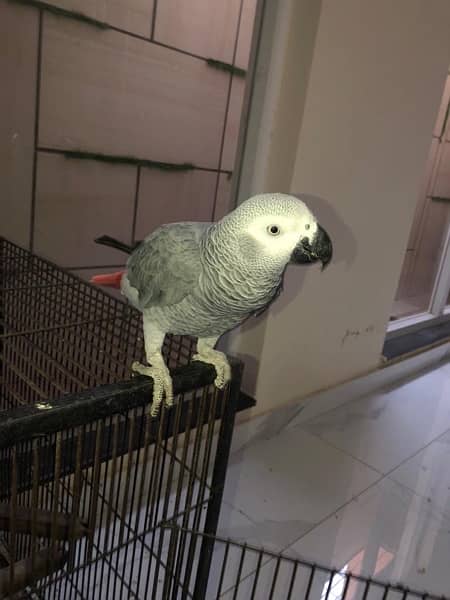 Grey Parrot 1