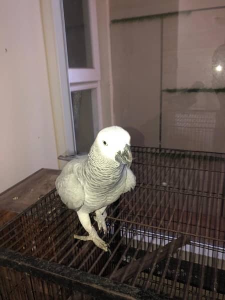Grey Parrot 2