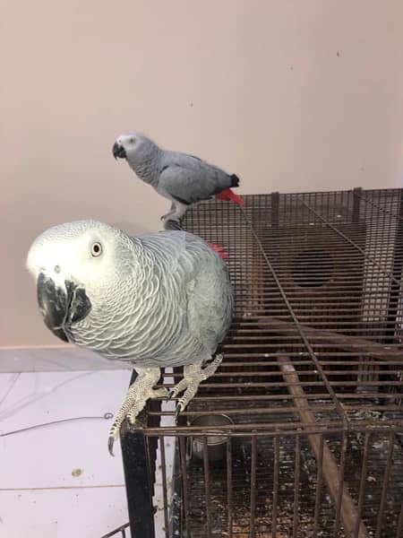 Grey Parrot 3