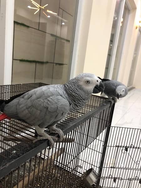 Grey Parrot 4
