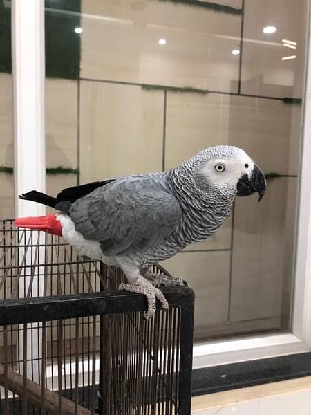 Grey Parrot 6