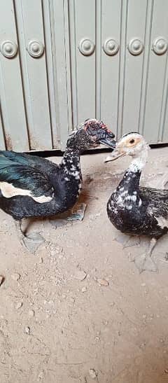 American ducks breeding pair for sale