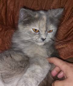 Pure Persian grey cat , 12 month, 03008003560
