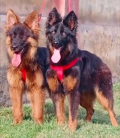 German Shepherd longcoat Show Quality Puppies pair