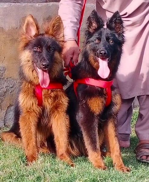 German Shepherd longcoat Show Quality Puppies pair 1